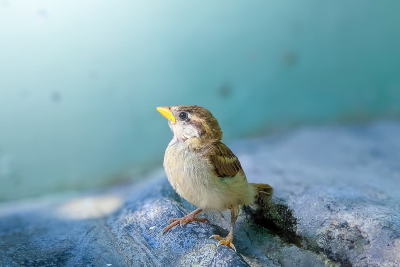 Sparrow bird